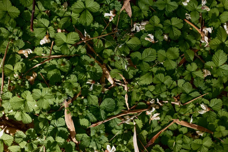 Leaves green foliage groundcover plants flowers cover a forest floor with small white blooms and serrated leaves, natural outdoor understory texture in spring sunlight and shadow.