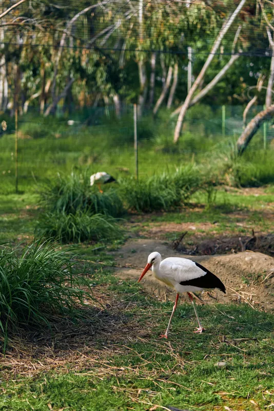 Stork bird in nature walks across green grass with long beak and slender legs, white and black plumage visible; serene countryside scene of wading wildlife near pond.