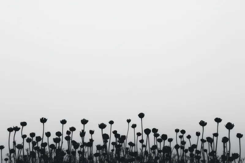 Тихая полевая сцена вызывает чувство одиночества и роста, когда стройные стебли тянутся вверх, отбрасывая драматические тени, которые подчеркивают форму, текстуру и гармонию с пустотой