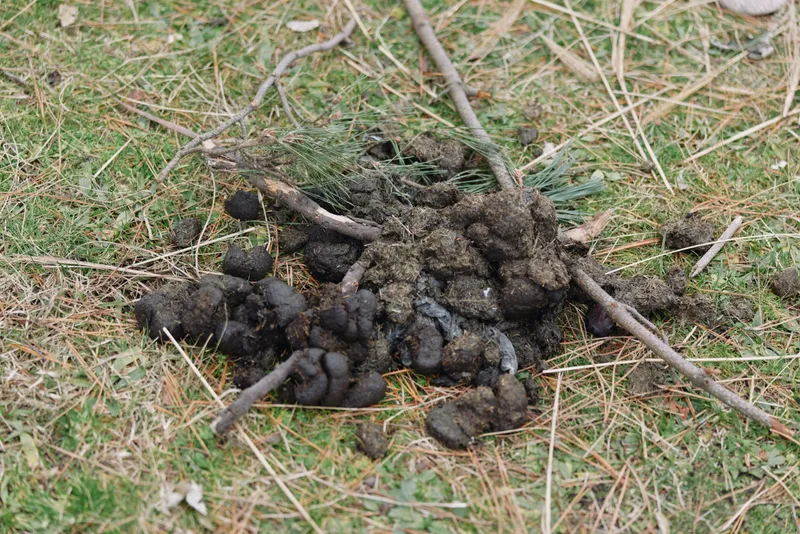 Animal scat pile on forest floor, dark pellets clustered among pine needles and twigs, indicating wildlife activity. Close view shows irregular shapes, moist texture and natural ground cover in
