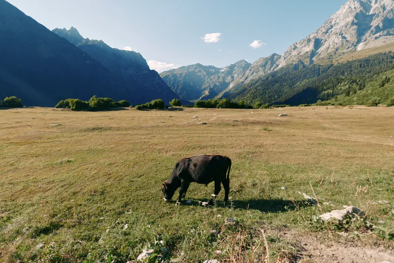 Cow grazing in a wide meadow valley with green pasture and distant mountains under blue sky, solitary bovine sunlit and feeding on grass in a scenic natural alpine landscape.