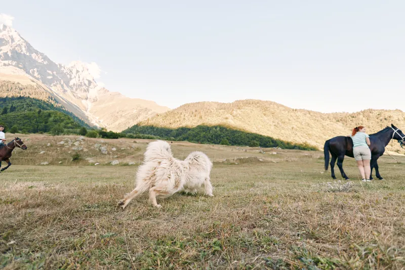 Horse, dog, mountain, field, people, landscape, meadow, rider: Wide sunlit mountain meadow with riders and a fluffy dog near grazing horses, expansive grassy field and distant peaks for outdoor