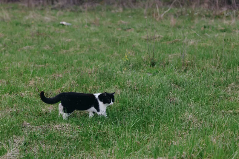 Calm cat exploring a grassy field outdoors, black and white fur catching light. Close observation of curious behavior, nature setting, and gentle movement. A simple, candid moment that highlights