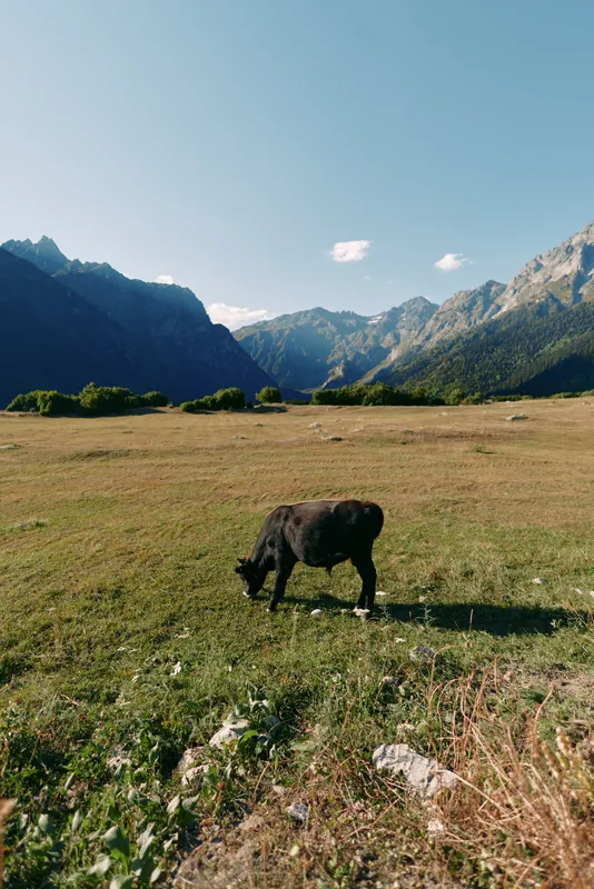 Cow grazing in a wide meadow on mountain pasture in a sunlit valley, lone animal feeding on grass with distant mountains and clear blue sky in a serene rural landscape.
