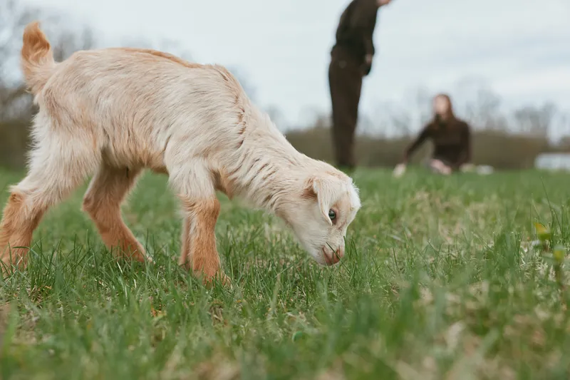 Goat kid explores a grassy field in soft daylight, a candid countryside moment, relaxed lifestyle scene, distant people, gentle breeze, natural colors, curious and playful.