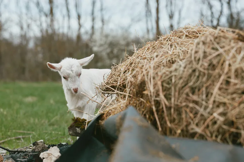 A young white goat stands near a large pile of hay in a grassy field with bare trees in the background, capturing a peaceful rural lifestyle moment.