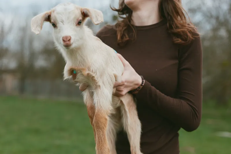 Casual outdoor portrait of a person holding a young goat kid in a grassy field, revealing gentle interaction, rural lifestyle, and animal companionship in natural light and open air setting.