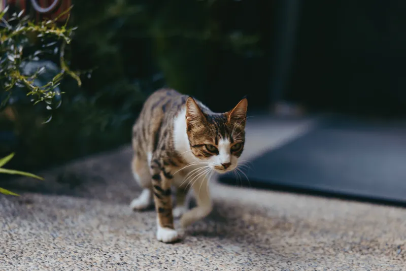 Adult tabby cat walking outdoors on concrete courtyard, curious focused expression, shorthaired domestic cat stalking slowly near potted plants, lifestyle pet portrait for animal care.