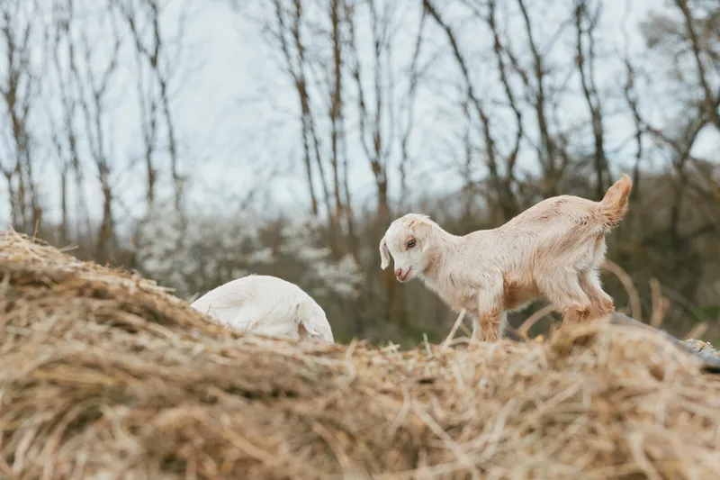 Goat kid on a dirt hillside with bare trees in the background, a candid outdoor scene showing animal companionship, rural life, and curiosity; soft light creates a warm mood and gentle play