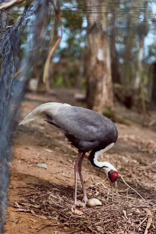 Crane bird near eggs in nest on ground by fence, adult bird tending two eggs in natural forest habitat with leaf litter and trees, wildlife behavior and nesting scene