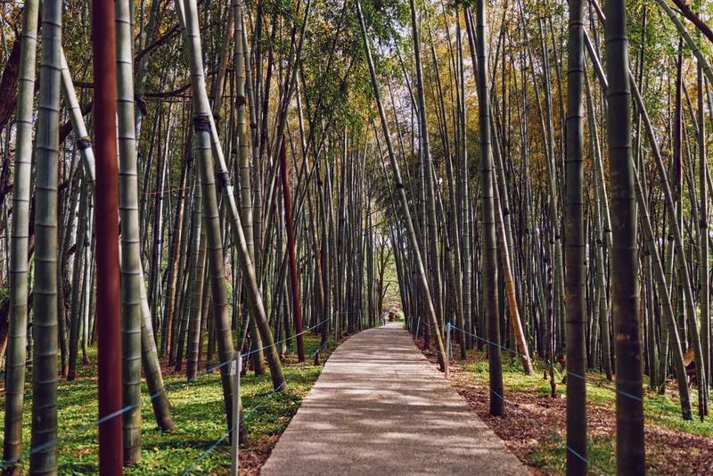 Bamboo forest path and walkway through tall slender trees, nature trail with dappled sunlight, green foliage and peaceful atmosphere for walking and outdoor relaxation.
