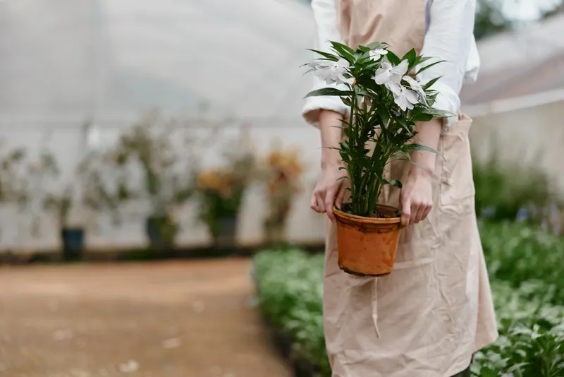 Young woman in a light apron holding a potted plant in a greenhouse, showcasing gardening passion and nurturing emotions amidst a vibrant green backdrop