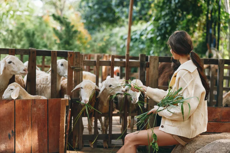 Женщина кормит овец в загоне, перед ней лежит зелёная трава