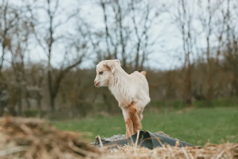 Playful goat kid stands on a wooden mound in a rural yard, exploring straw and grass, calm countryside, natural light, simple farm scene emphasizing outdoor lifestyle and curiosity