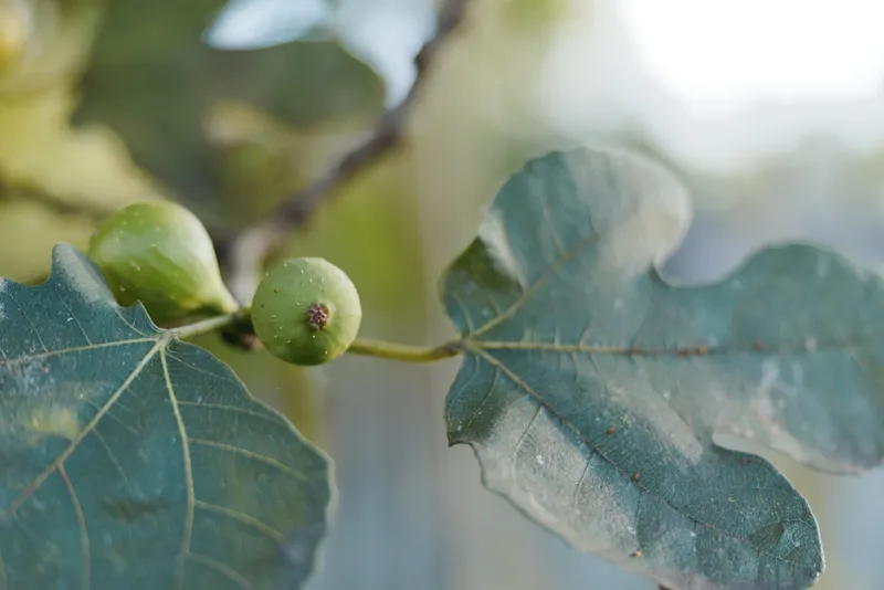 Fig leaves unripe figs branch closeup green fruit foliage outdoor garden morning light. Close-up of immature figs on woody branch with textured lobed leaves, fresh natural botanical study.