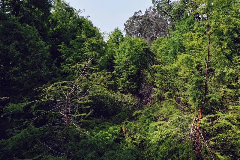 Forest trees and dense foliage in lush greenery, nature woodland canopy with mixed deciduous growth, sunlight filtering through leaves, tranquil outdoor landscape and vegetation.