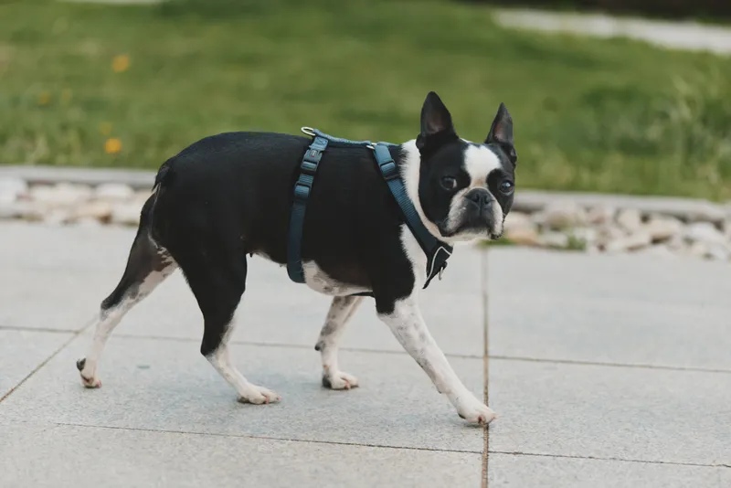 Boston terrier dog walking outside on paved pathway with green grass background, small black and white pet on harness, alert and curious expression