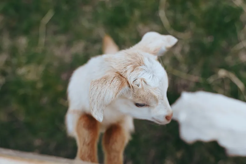 goat, kid, animal, outdoor, nature curious young goat stands near green grass in soft sunlight, capturing a playful rural moment for lifestyle, farm, and nature themed projects.