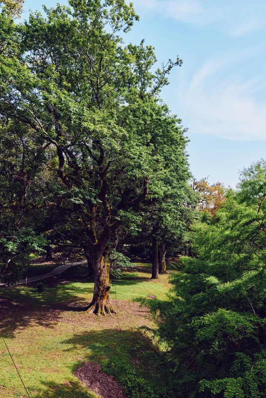 Trees forest nature green park sunlight foliage landscape in a peaceful shady grove with mature trunks, dappled light on mossy roots and grassy paths, seasonal outdoor scenery and calm view.