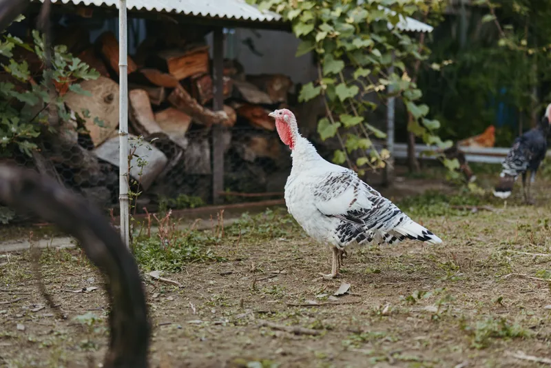 Turkey, farm, poultry, bird, rural, livestock: adult white domestic tom turkey walking and foraging in a backyard homestead near a woodpile, standing alert with red wattle and white feathers.