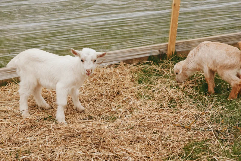 Lifestyle shot of a curious goat kid standing on straw inside a fenced pen, rustic farm setting, natural light, simple playful moment, calm cheerful mood, close to camera