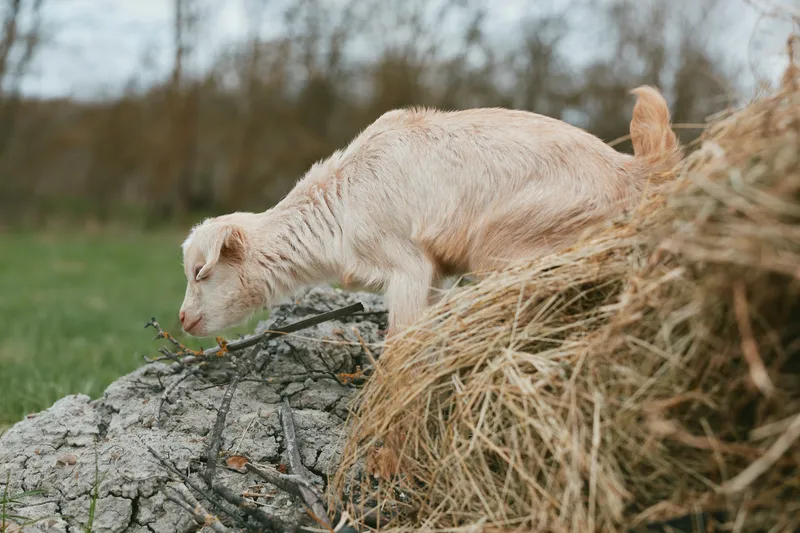 Goat kid exploring rocky terrain beside straw, outdoor countryside scene, curious posture, sunlit moment, fresh grass, natural colors, gentle breeze, rustic backdrop