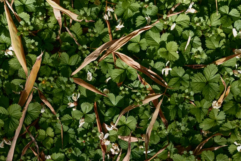 Groundcover green leaves foliage grass plant nature meadow closeup of small wild plants with dried blades, textured leaf pattern on forest floor, botanical texture and sunlight.