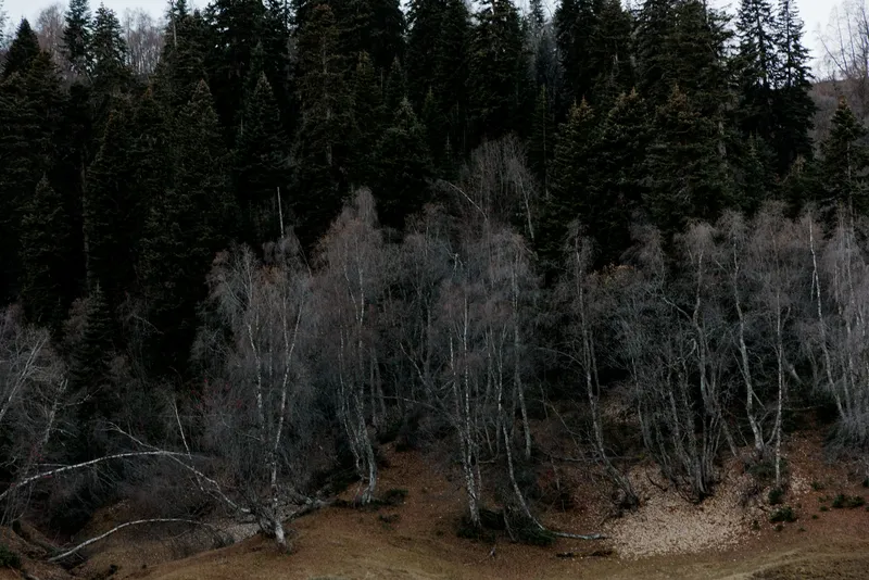 Осенний лес, деревья, пейзаж, свежий воздух, путешествия