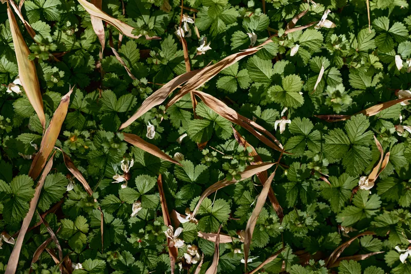 Ground covered with green clover leaves and dense foliage, scattered dry grass blades and tiny white wildflowers, natural forest floor texture and closeup plant detail for nature.