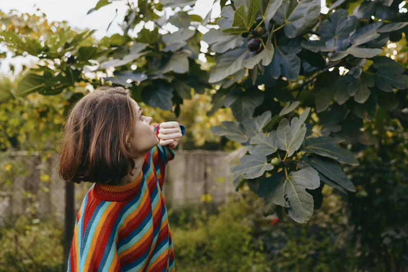 Girl child picks ripe fig from tree in backyard, wearing colorful striped sweater, looking up at fruit among green leaves, outdoor garden scene and natural curiosity.