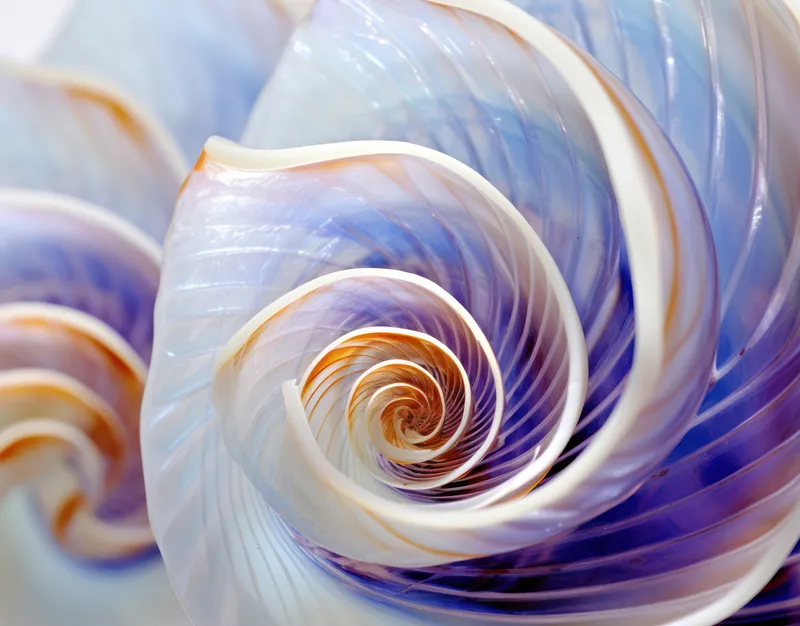 Симметрия в природе: замысловатые спиральные завитки красоты морской раковины