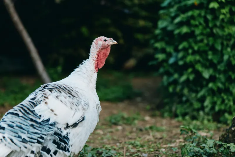 Turkey, domestic turkey, male turkey, farm bird, white turkey, mature turkey, wattle, poultry. Adult tom standing in a rural backyard on grass, alert profile with white feathers and black markings,