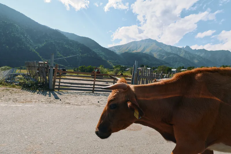 A brown horse stands on a rural road beside a wooden fence, with distant mountains under a bright sky. The scene conveys calm countryside and natural light.
