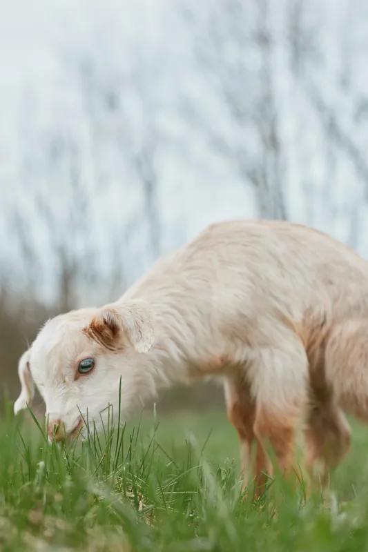 A curious goat kid grazes in a green pasture as soft sunlight lights its fur. A tranquil rural moment emphasizing animal behavior, outdoor lifestyle, and connection to nature, and gentle