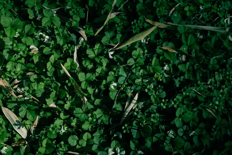 Leaves ground foliage plants green nature forest vegetation covering the shaded forest floor, closeup texture of small leaves and moss, organic carpet and natural background and seasonal growth, wild