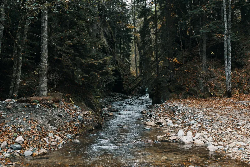 Горная река, водоём, осень, высокие деревья, густой лес и опавшие листья