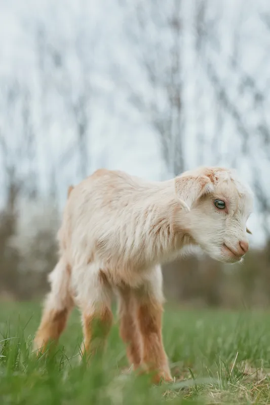 Goat kid in a grassy meadow outdoors shows curious, gentle stance in natural daylight. Rustic countryside setting conveys wholesome lifestyle, animal warmth, and simple rural charm with soft, serene