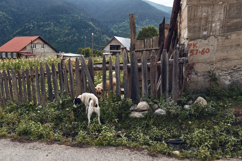 Dog in rural village near wooden fence and countryside house with distant mountains, road and tall grass, rustic scene showing authenticity inclusivity, pastoral life and nature