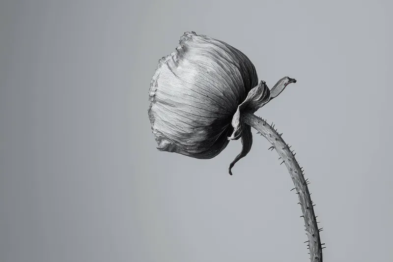 Элегантная монохромная фотография цветка мака, демонстрирующая его потрясающую текстуру и форму