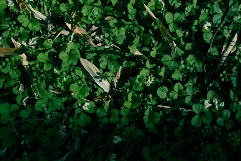 Clover leaves groundcover foliage green nature plants shadow, dappled sunlight on small plants covering forest floor, closeup botanical texture and natural growth, vibrant environment.