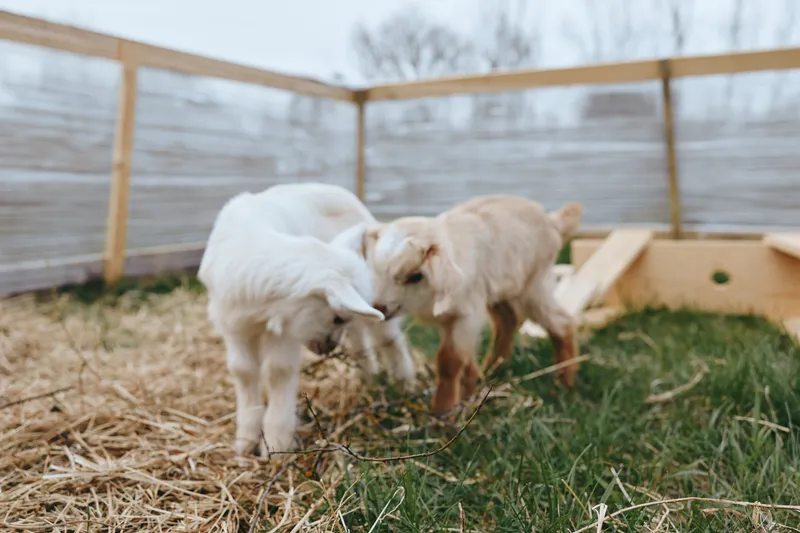 Two young baby goats interact playfully in a fenced outdoor pen with straw and grass under natural daylight, capturing a lively and tender moment of animal behavior.
