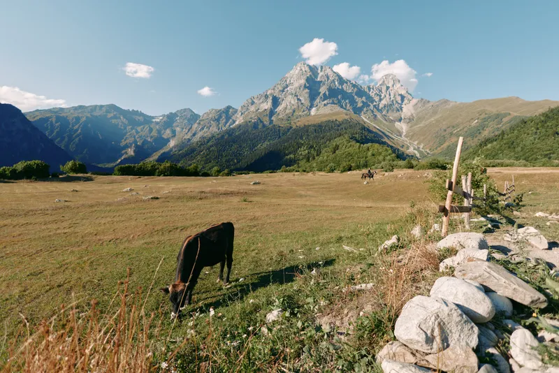 Cow grazing on a meadow pasture beside a stonewall in a wide valley, with mountain peak and blue sky in background. Rural landscape, alpine scenery and summer field view.