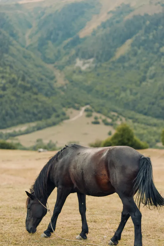 A solitary horse grazes in a sunlit pasture, with rolling hills and distant mountains forming a tranquil landscape that conveys calm, nature, and rural charm.