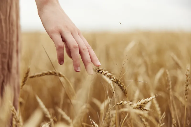 Изображение колосьев в руках