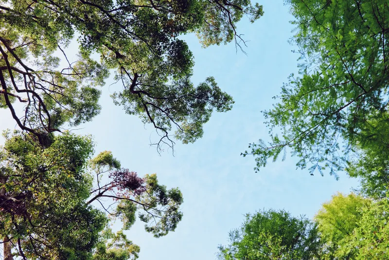 Trees canopy and blue sky with green leaves and forest treetops framing the scene, nature foliage and sunlight filtering through branches for a tranquil outdoor landscape view