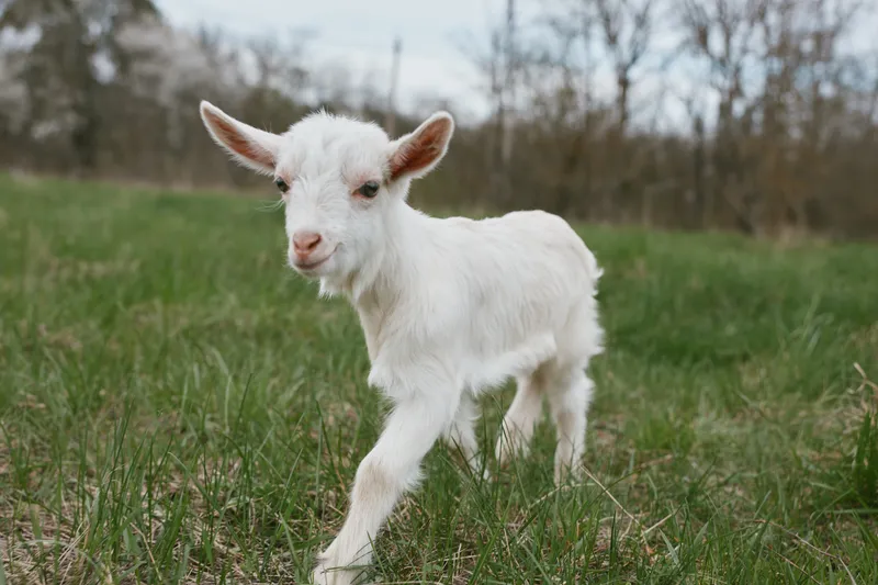 Goat kid exploring a grassy pasture in a rural outdoor scene, curious expression, gentle breeze, natural colors, sunlit morning tones, relaxed stance, countryside backdrop in daylight glow