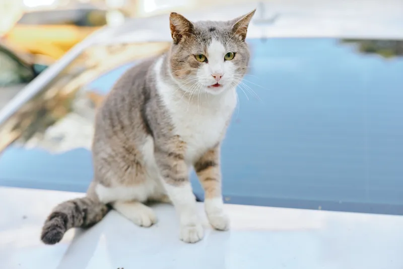 Cat perched on a car hood outdoors, curious and calm, sunlight highlighting fur and whiskers, urban street scene with everyday pet ambiance