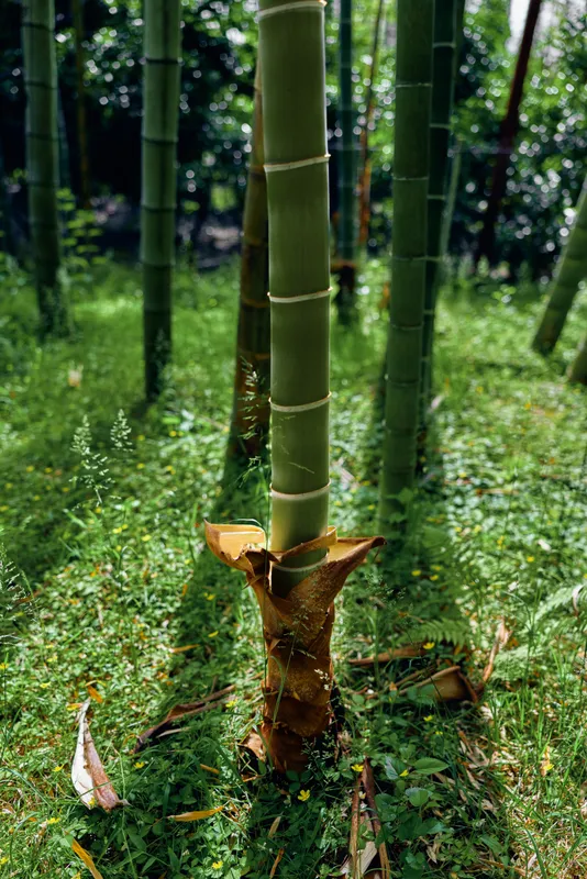 bamboo stalk forest green grass grove shoot trunk in a sunlit bamboo grove, close-up of a young shoot and textured stalks rising from mossy grass, peaceful natural growth and vertical lines