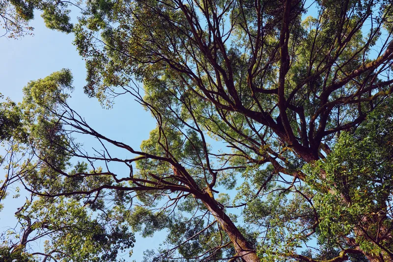 Tree branches and green leaves form a dense canopy against blue sky with dappled sunlight, upward perspective of tall forest trees and natural foliage for background texture.