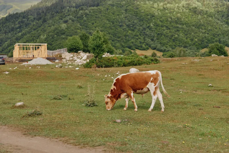 Cow grazing in a grassy meadow with a distant rustic construction site and rolling hills, creating a calm rural scene and a sense of open countryside